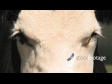 Cows 1 1632